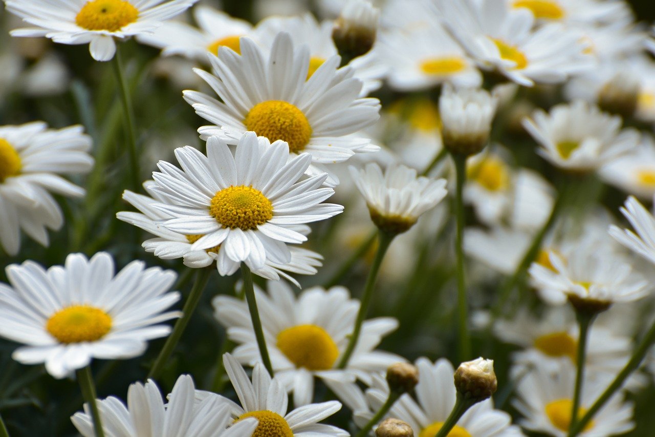 daisies, flower meadow, bloom, summer, meadow marguerite, flower, flower wallpaper, garden, beautiful flowers, blossoms, petals, spring, plant, flora, flower background, white, nature