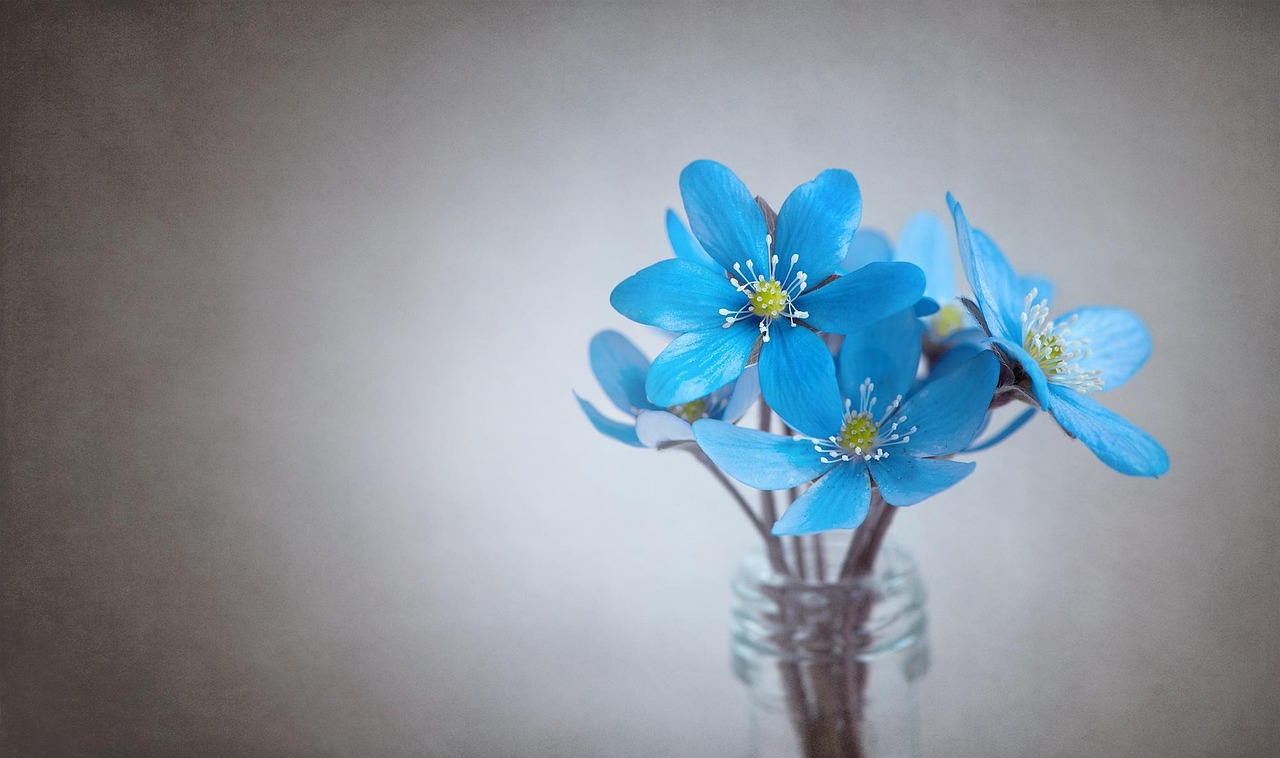 liverflower, blue, flower, blue flower, blossoms, flower background, tender, spring flower, beautiful flowers, early bloomer, forest flower, vase, flower wallpaper, glass, nature, deco, decoration