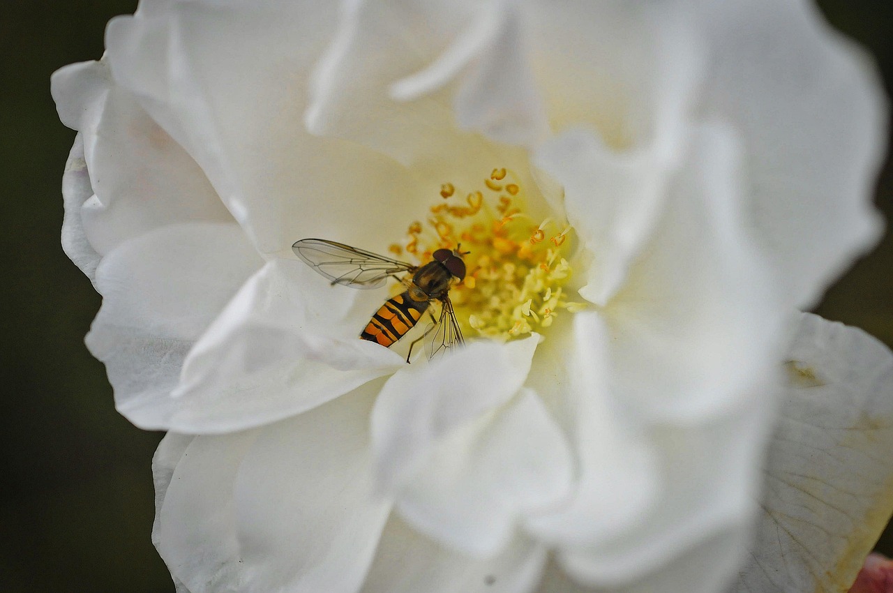 hoverfly, flower wallpaper, rose, rose flower, flower, flower background, white rose, insect, wings, beautiful flowers, nature